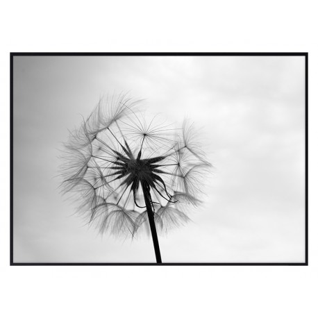 Постер "Dandelion"