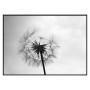Постер "Dandelion"