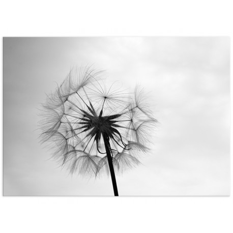 Постер "Dandelion"
