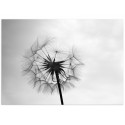 Постер "Dandelion"