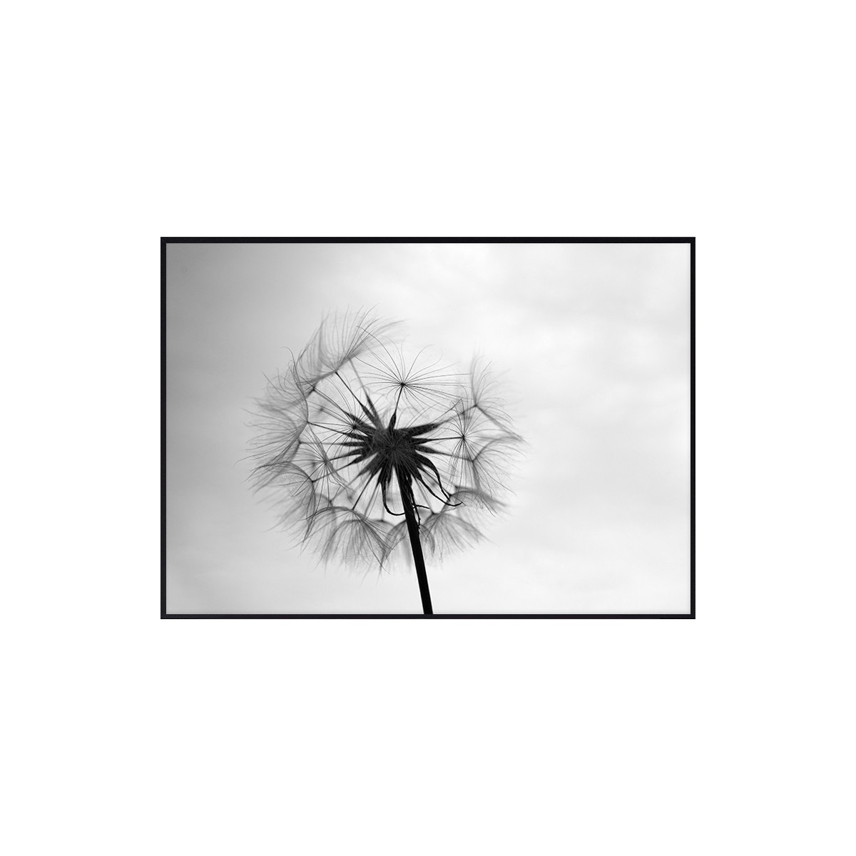 Постер в рамці "Dandelion"
