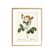 Комплект постерів "Botanical flowers"