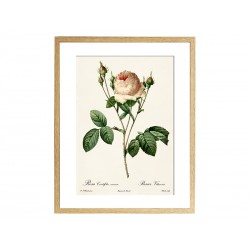 Комплект постеров "Botanical flowers"