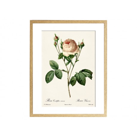 Комплект постерів "Botanical flowers"