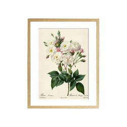 Комплект постерів "Botanical flowers"