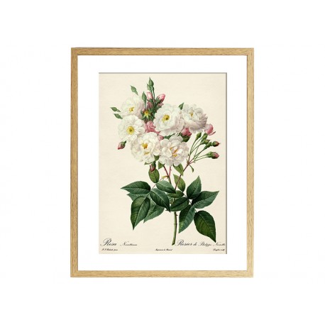 Комплект постерів "Botanical flowers"
