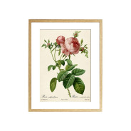 Комплект постерів "Botanical flowers"