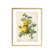 Комплект постерів "Botanical flowers"