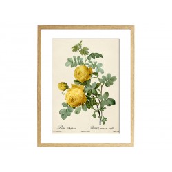 Комплект постерів "Botanical flowers"