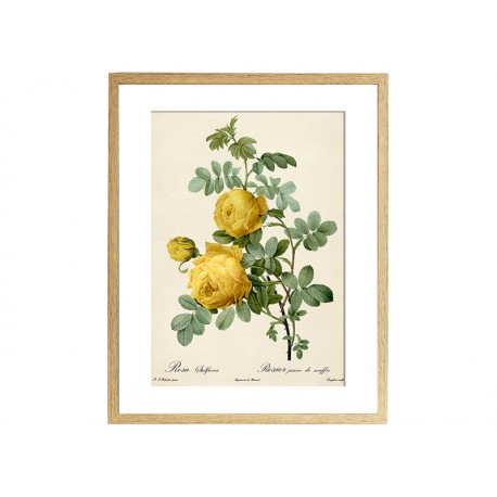 Комплект постерів "Botanical flowers"