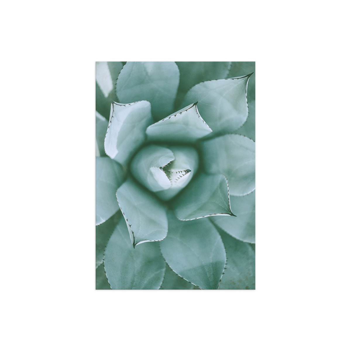 Постер "Tropical"