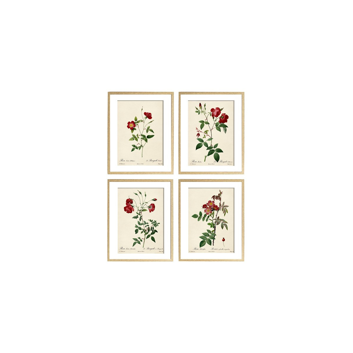 Комплект постерів "Botanical flowers"