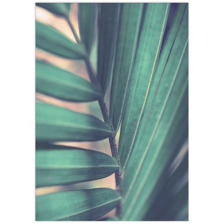 Постер "Tropical"