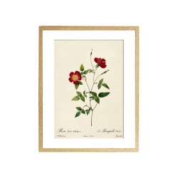 Комплект постерів "Botanical flowers"