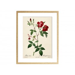 Комплект постеров "Botanical flowers"