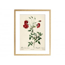 Комплект постерів "Botanical flowers"