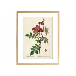 Комплект постеров "Botanical flowers"