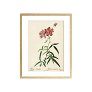 Комплект постеров "Botanical flowers"