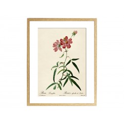 Комплект постерів "Botanical flowers"