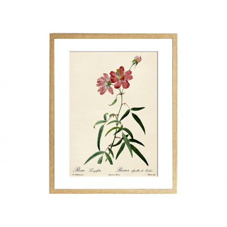 Комплект постеров "Botanical flowers"