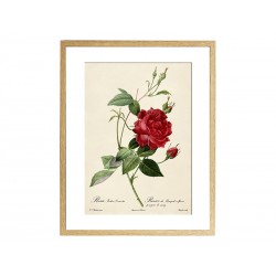 Комплект постеров "Botanical flowers"