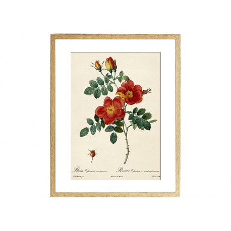 Комплект постеров "Botanical flowers"