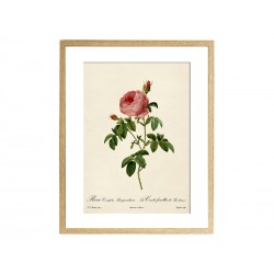 Комплект постеров "Botanical flowers"