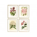 Комплект постерів "Botanical flowers"