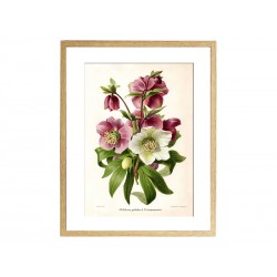 Комплект постерів "Botanical flowers"