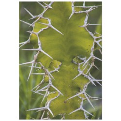 Постер "Cactus"