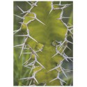 Постер "Cactus"