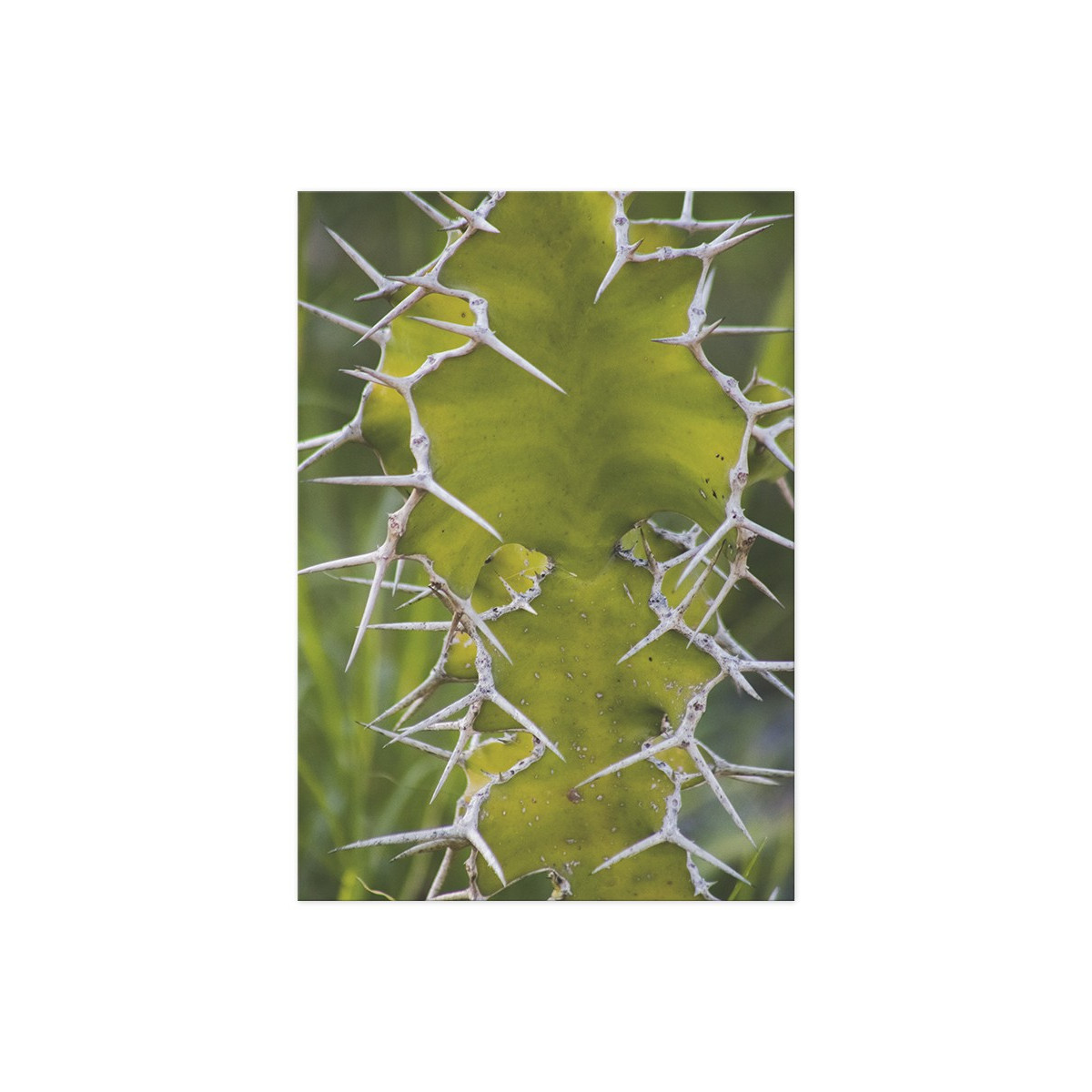 Постер "Cactus"