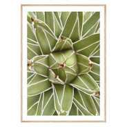 Постер "King Agave"