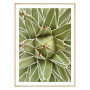 Постер "King Agave"