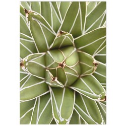 Постер "King Agave"