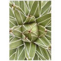 Постер "King Agave"