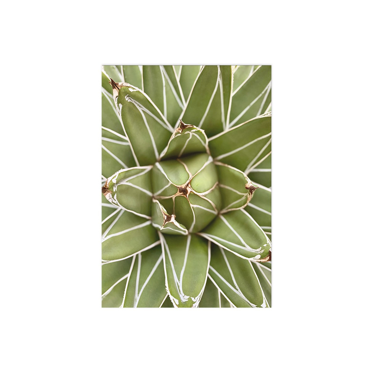 Постер "King Agave"