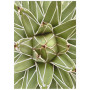 Постер "King Agave"