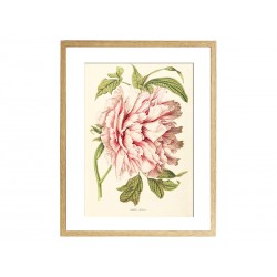 Комплект постеров "Botanical flowers"