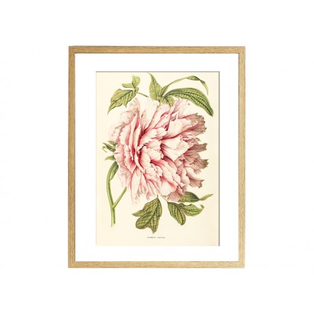 Комплект постерів "Botanical flowers"