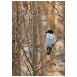 Постер "Голубая сорока"