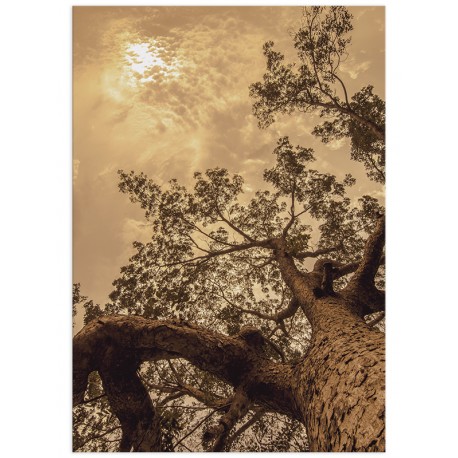 Постер "Tree"