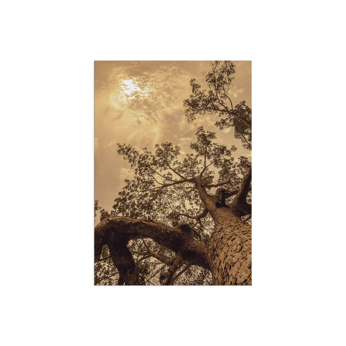 Постер "Tree"