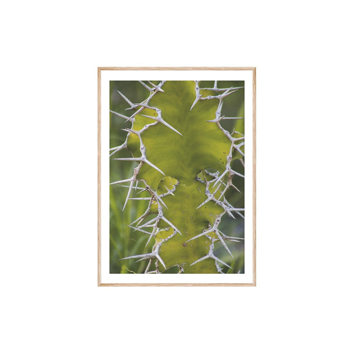 Постер в рамке "Cactus"