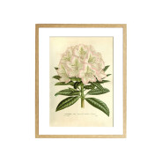 Комплект постерів "Botanical flowers"