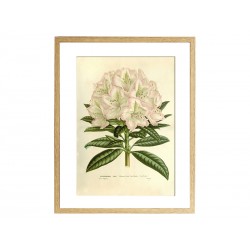 Комплект постеров "Botanical flowers"