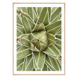 Постер в рамці "King Agave"