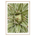 Постер в рамке "King Agave"