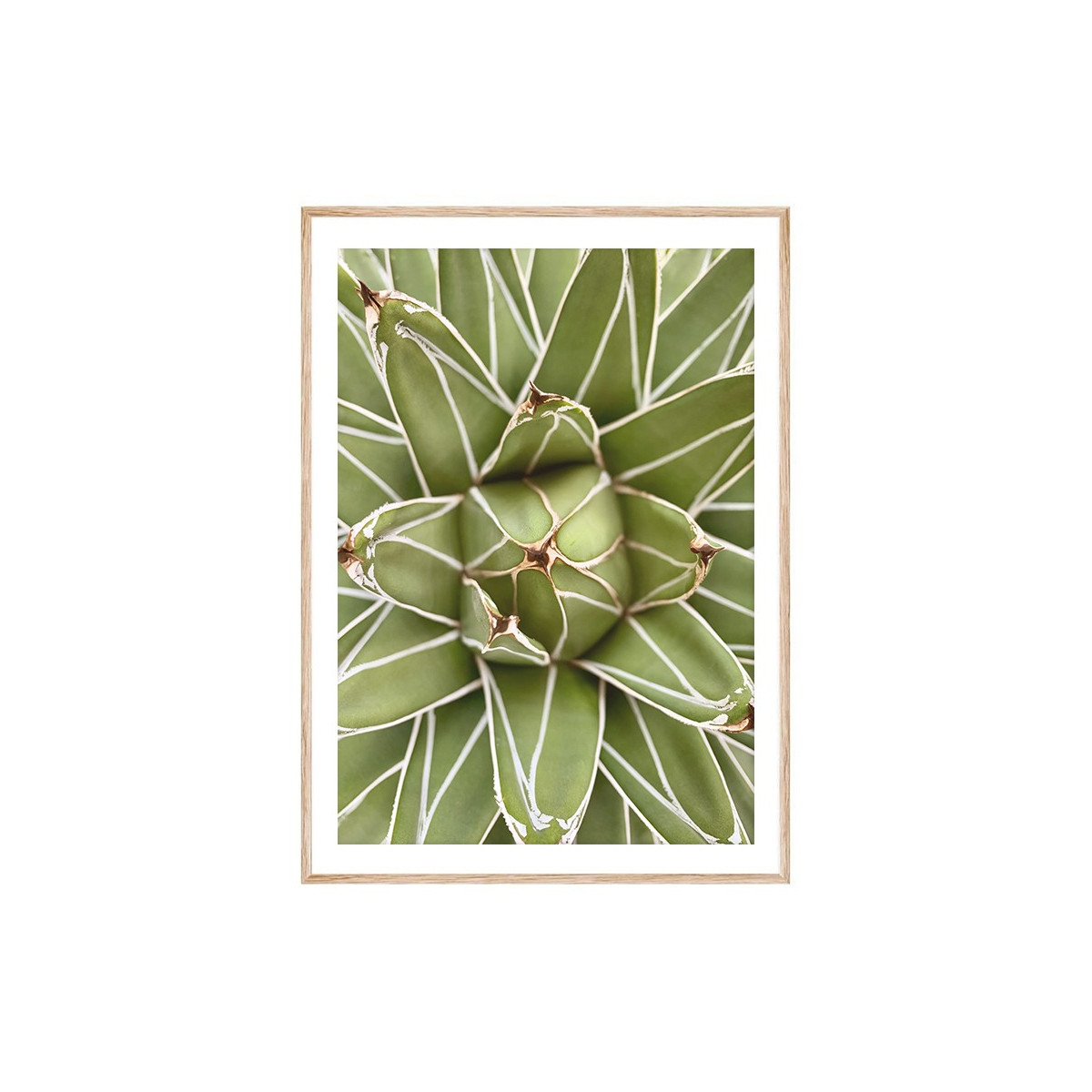 Постер в рамке "King Agave"