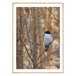 Постер в рамці "Блакитна сорока"